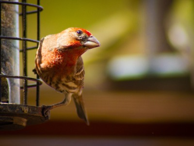 passeriformes