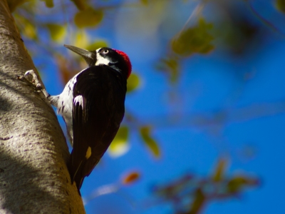 piciformes