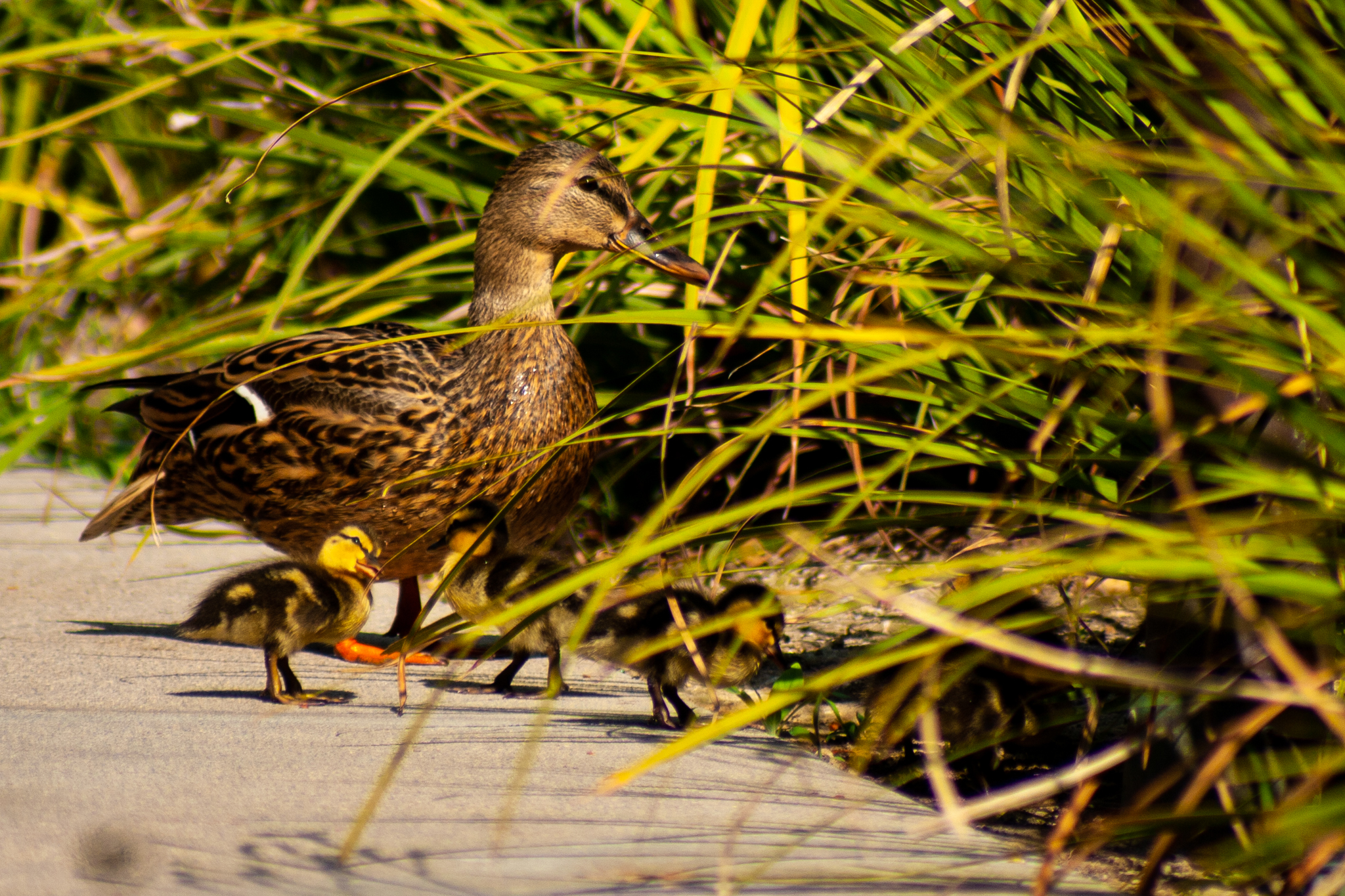 Mallard – Glendale, CA