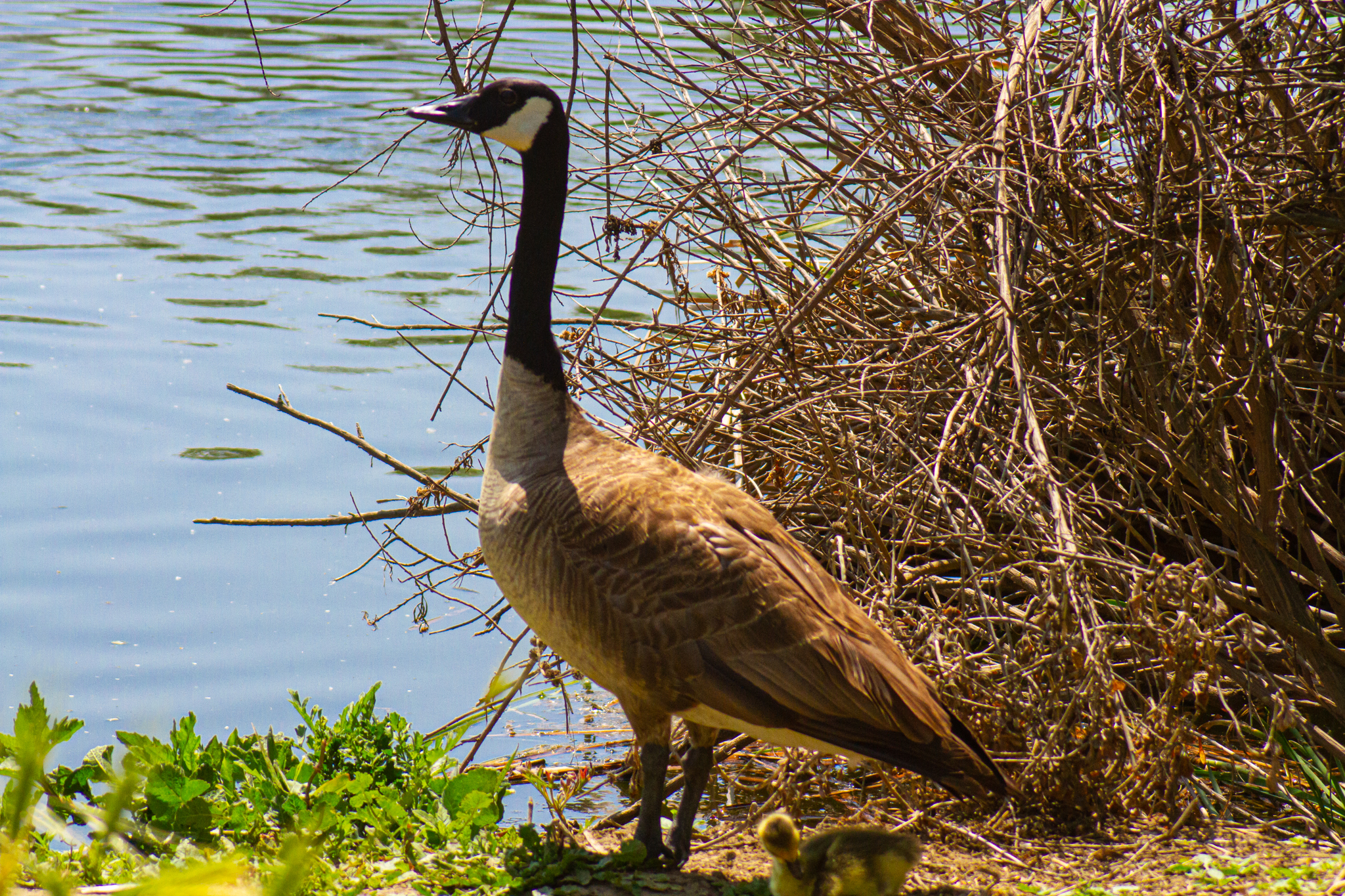 Canada Goose – April, 2010 – Los Angeles, CA