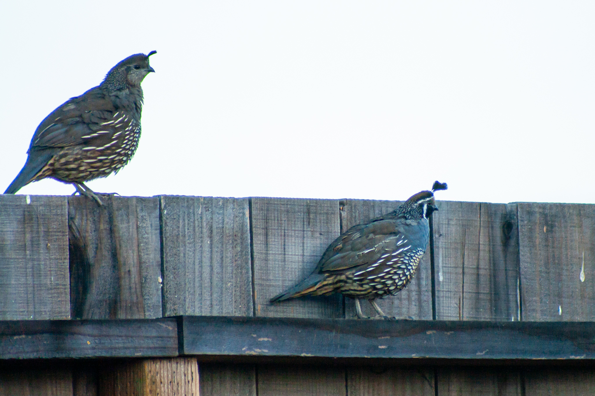 California Quail – Sep, 2009 – Napa Valley, CA