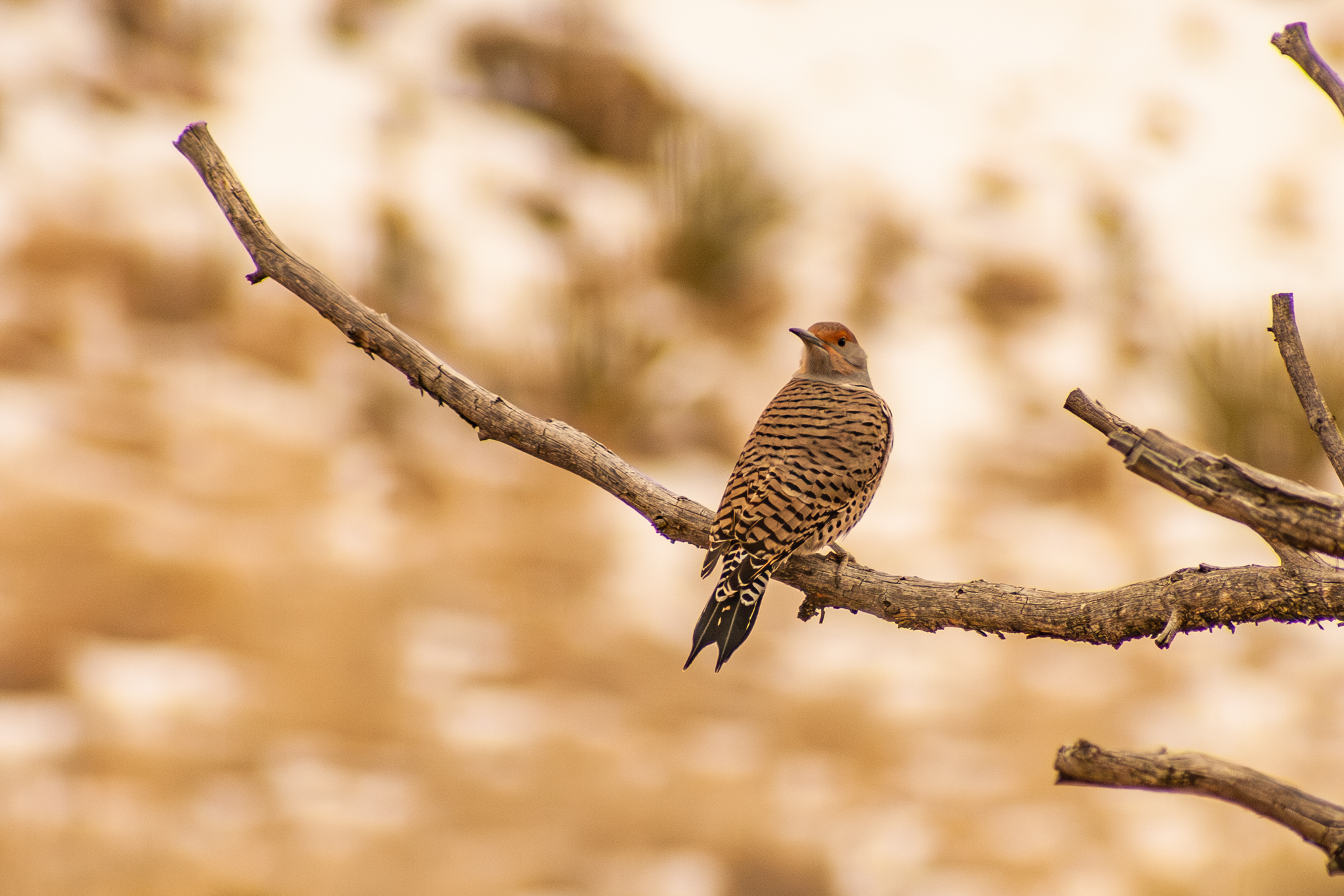 Northern Flicker – Dec. 2009 – Santa Fe, NM