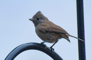 Oak Titmouse – June, 2023 – Sherman Oaks, CA