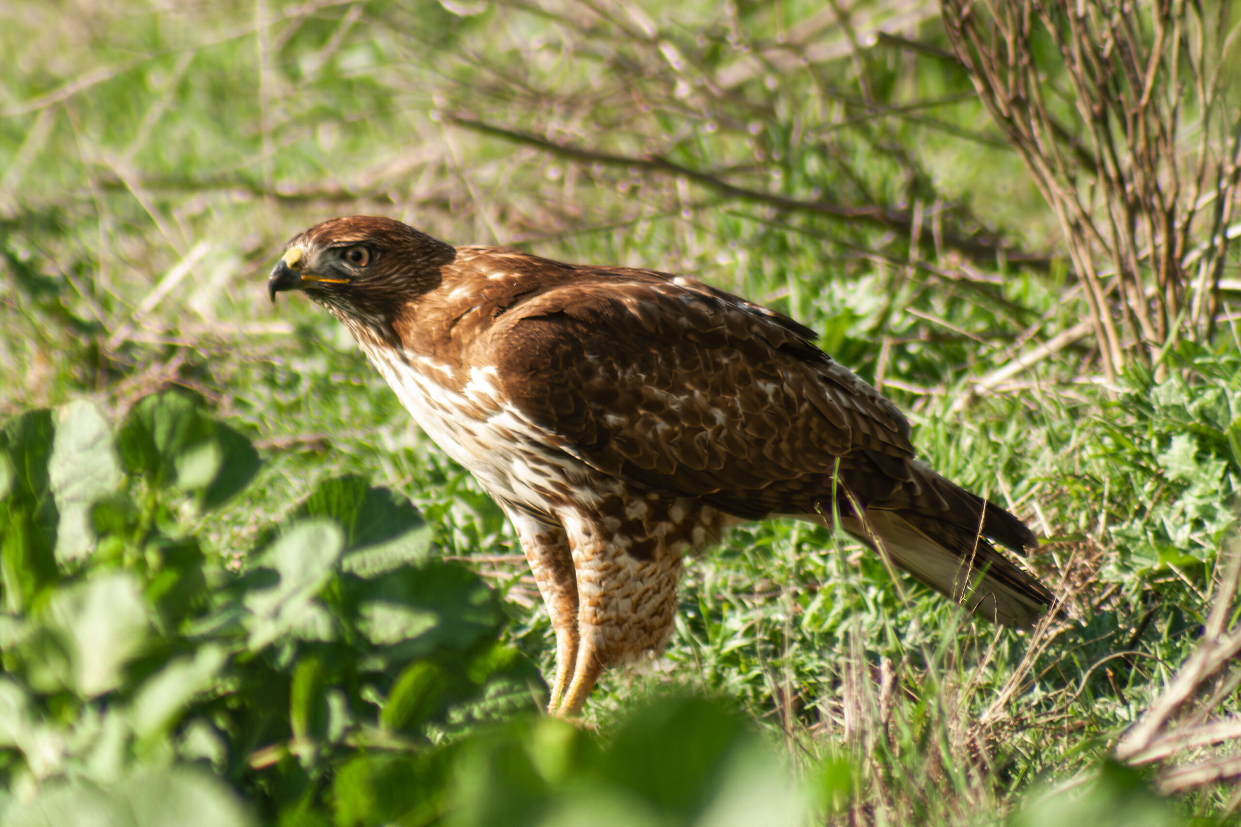 Red-Tailed Hawk – Mar, 2010- Sherman Oaks, CA