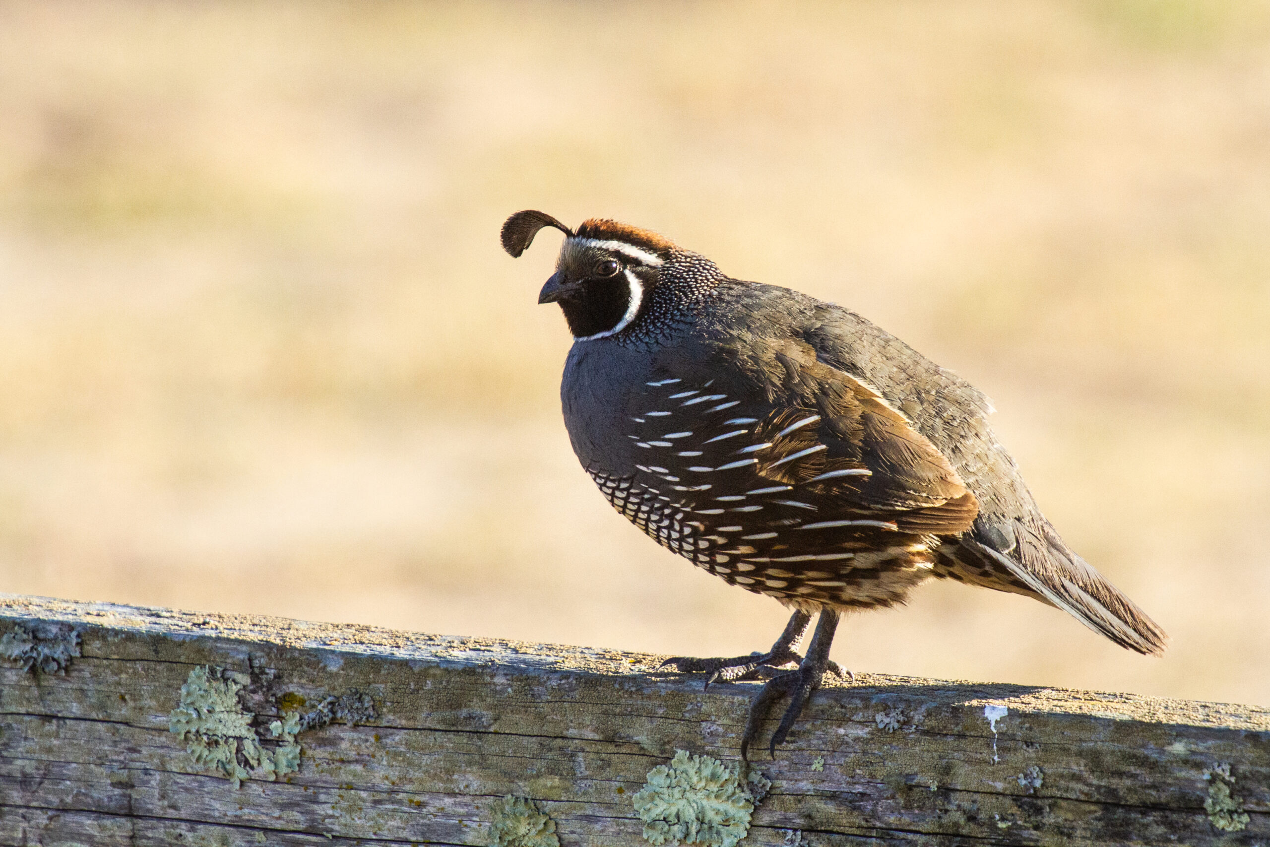 California Quail – June, 2022 – Costanoa, CA