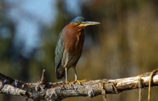 Green Heron – Jan, 2024 – Lake Balboa, CA