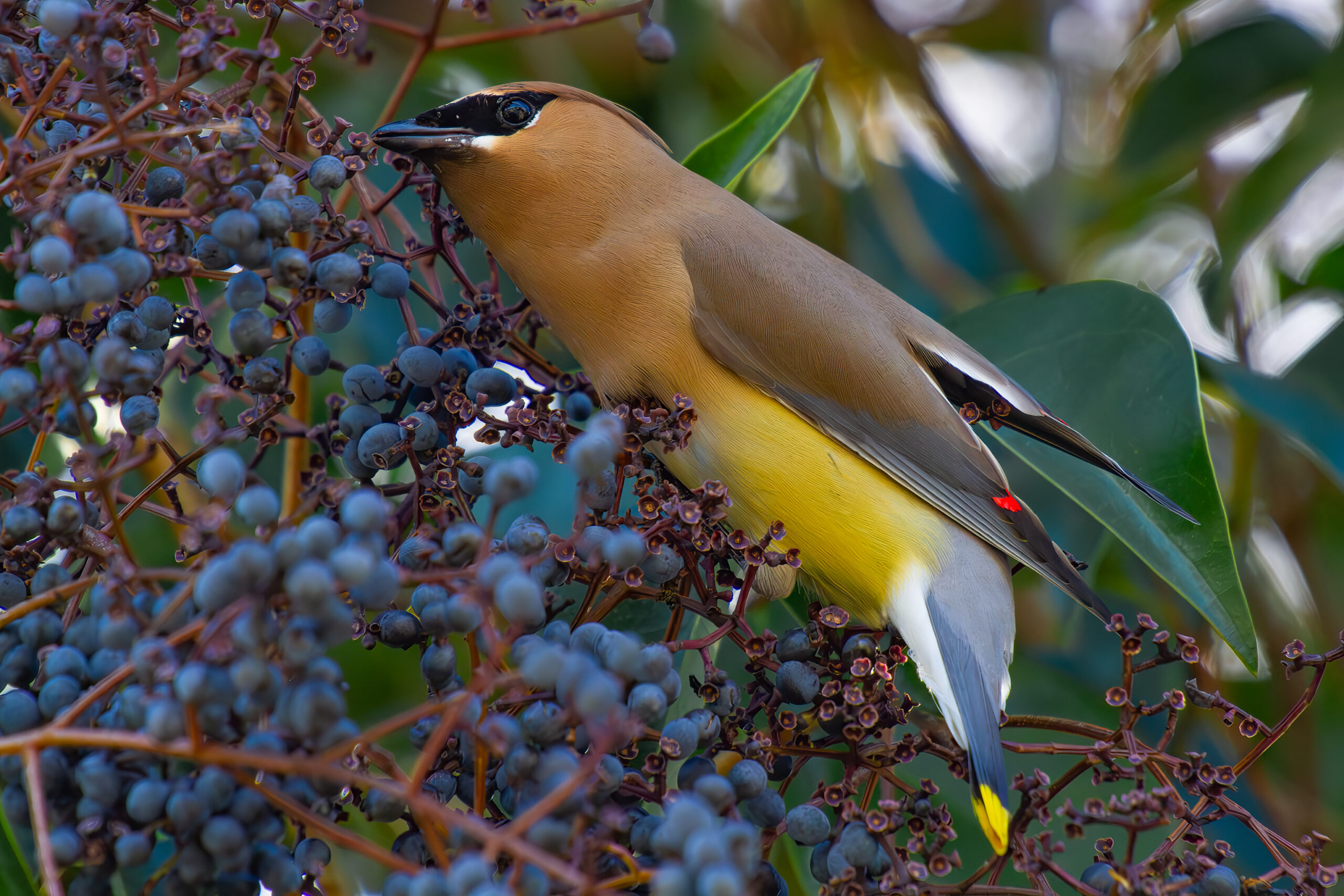 Cedar Waxwing – Feb, 2024 – Sherman Oaks, CA