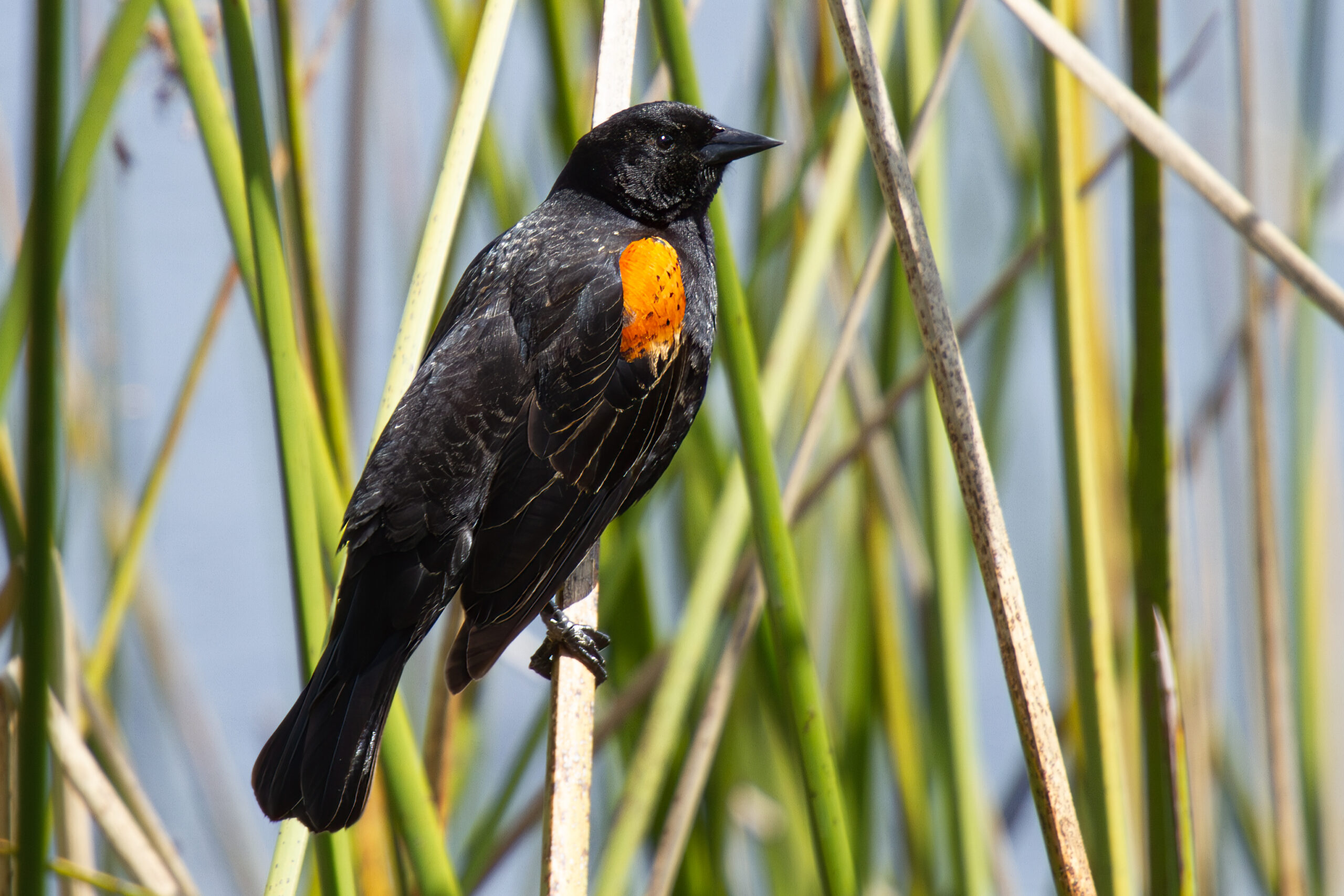 Red-Winged Blackbird – Mar, 2024 – El Capitan, CA